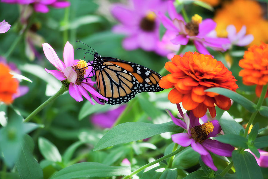 Butterfly in the Zinnias Photograph by Jill Lang