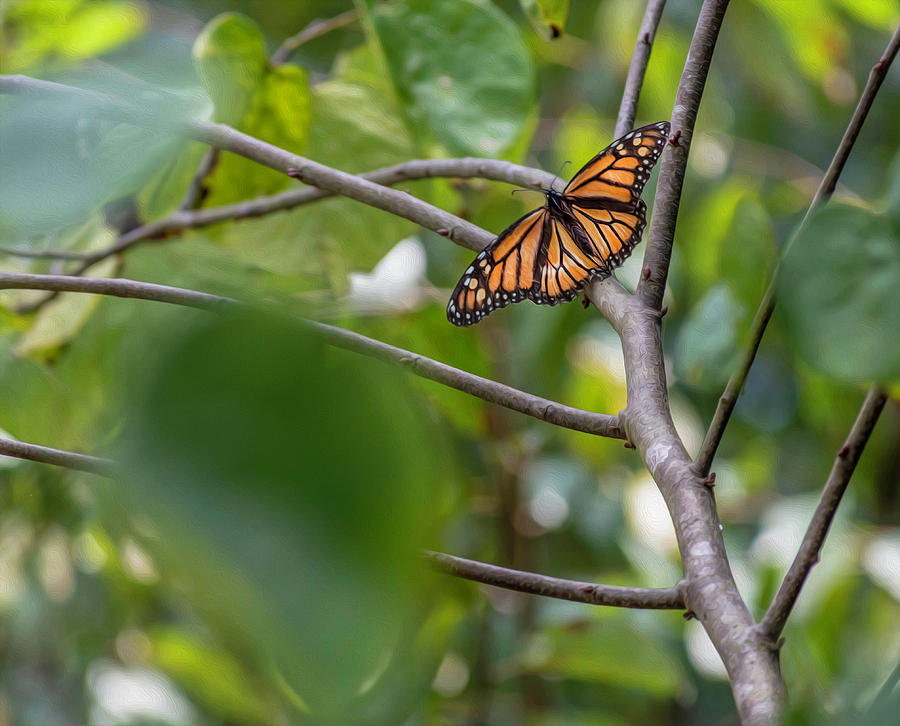 Butterfly In Tree Photograph By Keith Smith Fine Art America