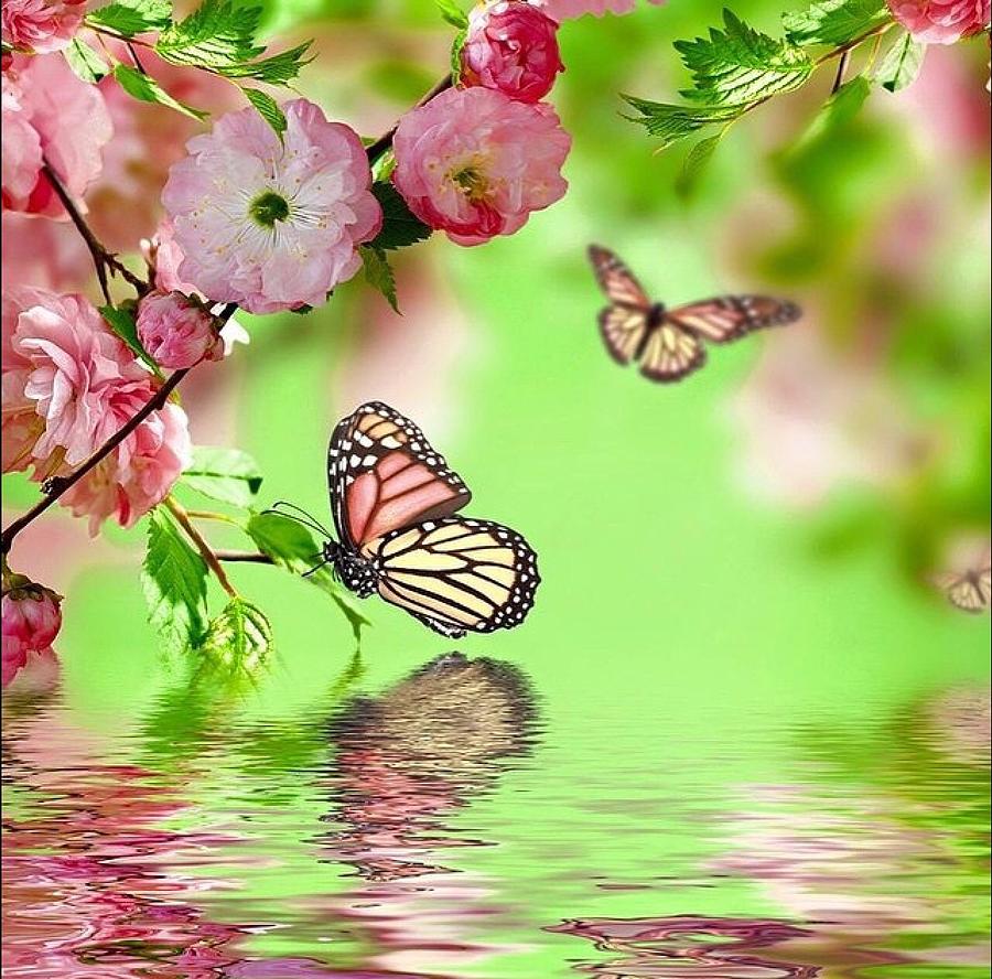 butterfly in water photograph by eleni salony butterfly in water photograph by eleni salony