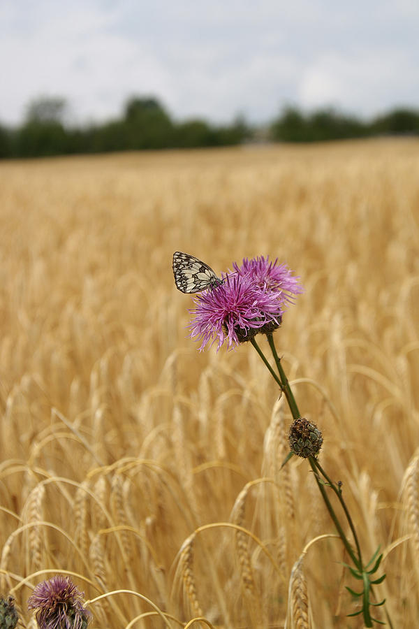 Butterfly Photograph - Butterfly in wheat field by Jessica Rose