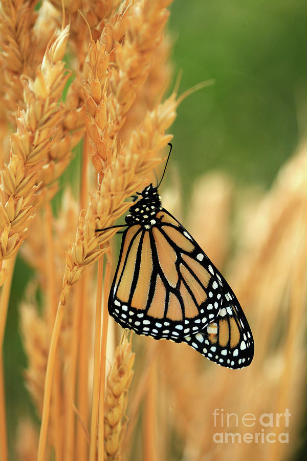 Butterfly in Wheat Field Photo Photograph by Luana K Perez