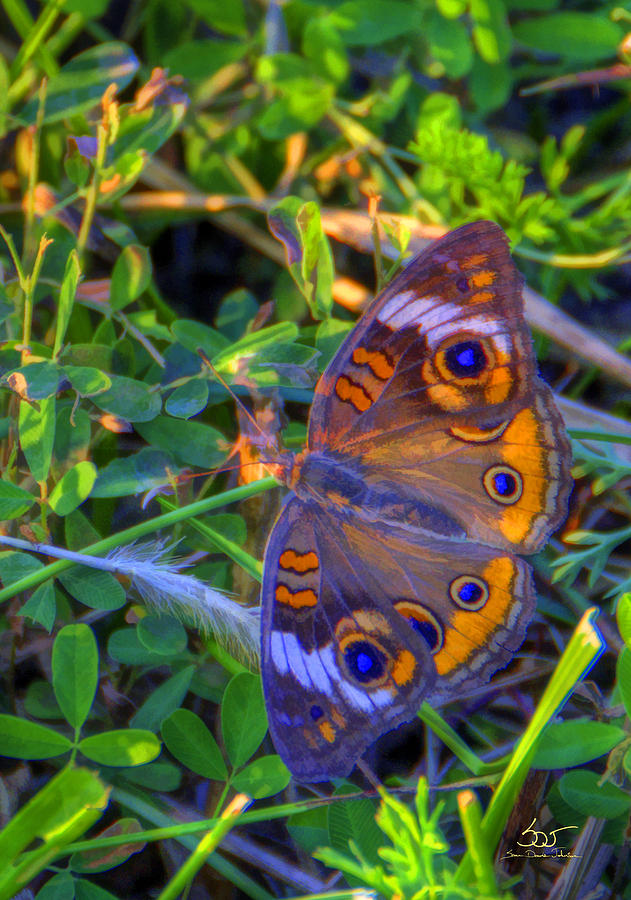 Butterfly ish Photograph by Sam Davis Johnson