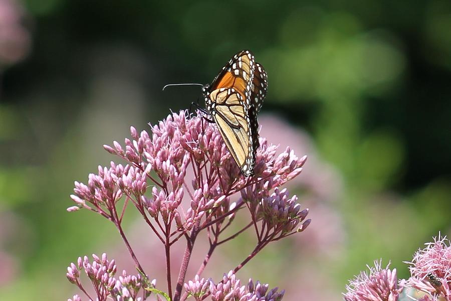 Butterfly Photograph by James Haney | Fine Art America