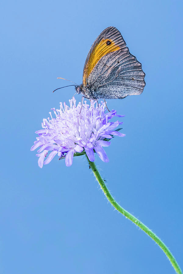 Butterfly Photograph by Jaroslaw Grudzinski