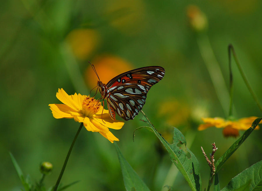 Butterfly Photograph by Jerry Foster - Fine Art America