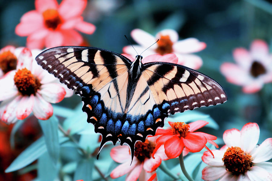 Butterfly Photograph by Jill Lang