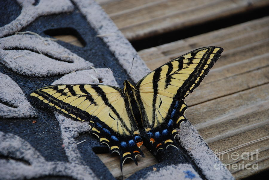 Butterfly Photograph by Jim Goodman