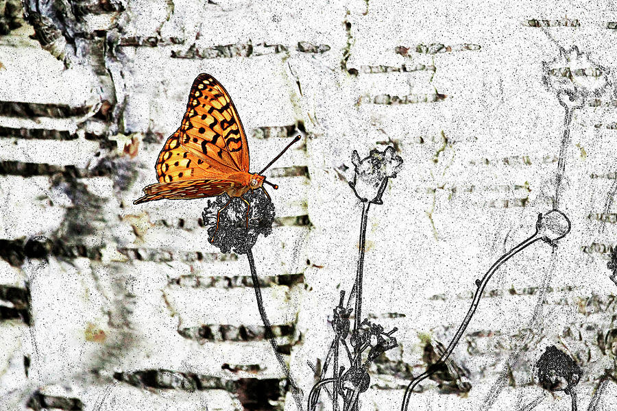 Butterfly Digital Art by K Bradley Washburn
