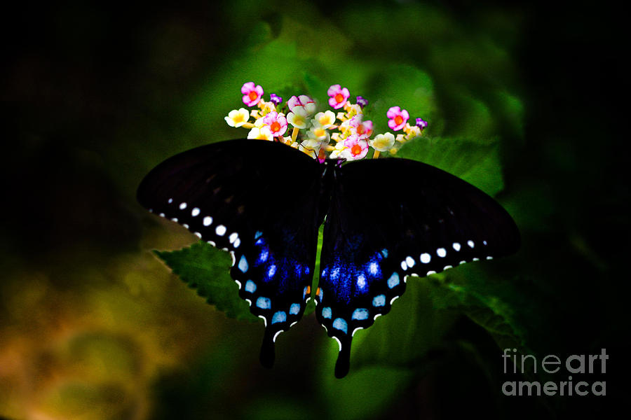 Butterfly Photograph - Butterfly by Kim Henderson