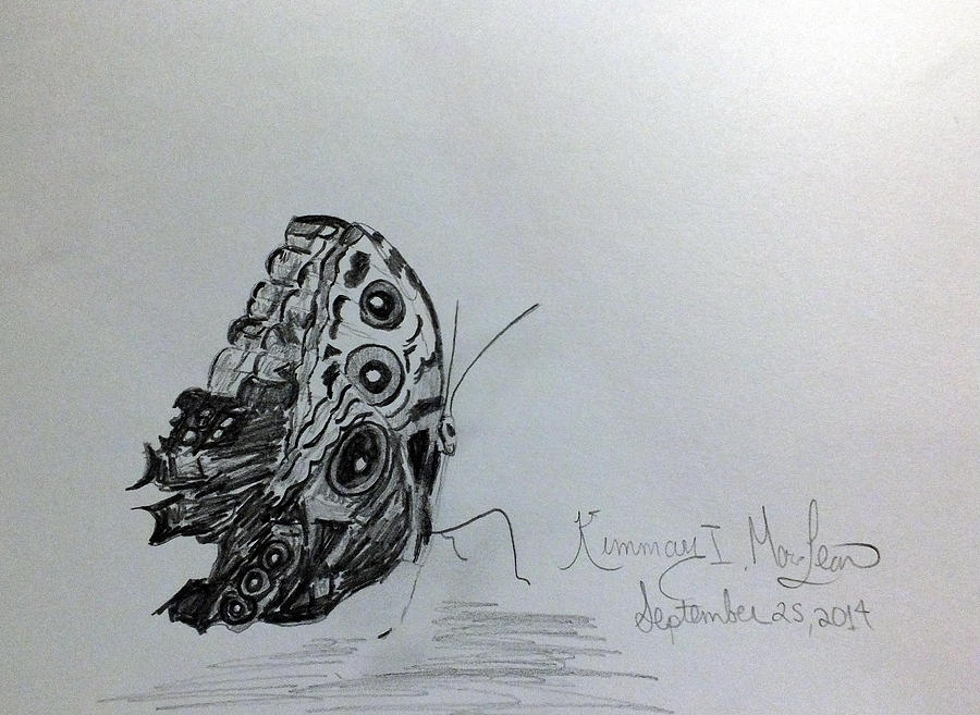 Butterfly Drawing by Kimmary MacLean