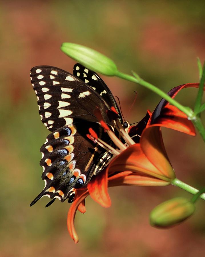 Butterfly Kiss 2 Photograph by Sheri McLeroy