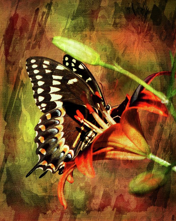 Butterfly Kiss Photograph by Sheri McLeroy