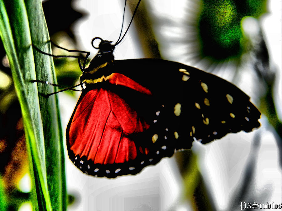 Butterfly Photograph - Butterfly Kisses by Corvus Alyse