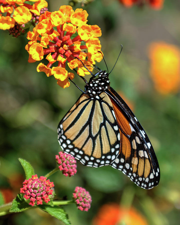 Butterfly Photograph by Kyle Milliken - Fine Art America