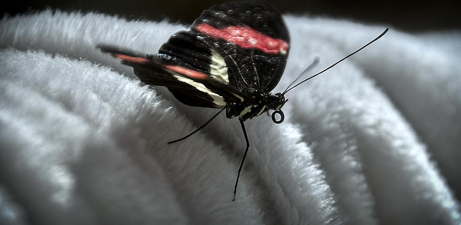 Butterfly Landing Photograph by Deborah Klubertanz