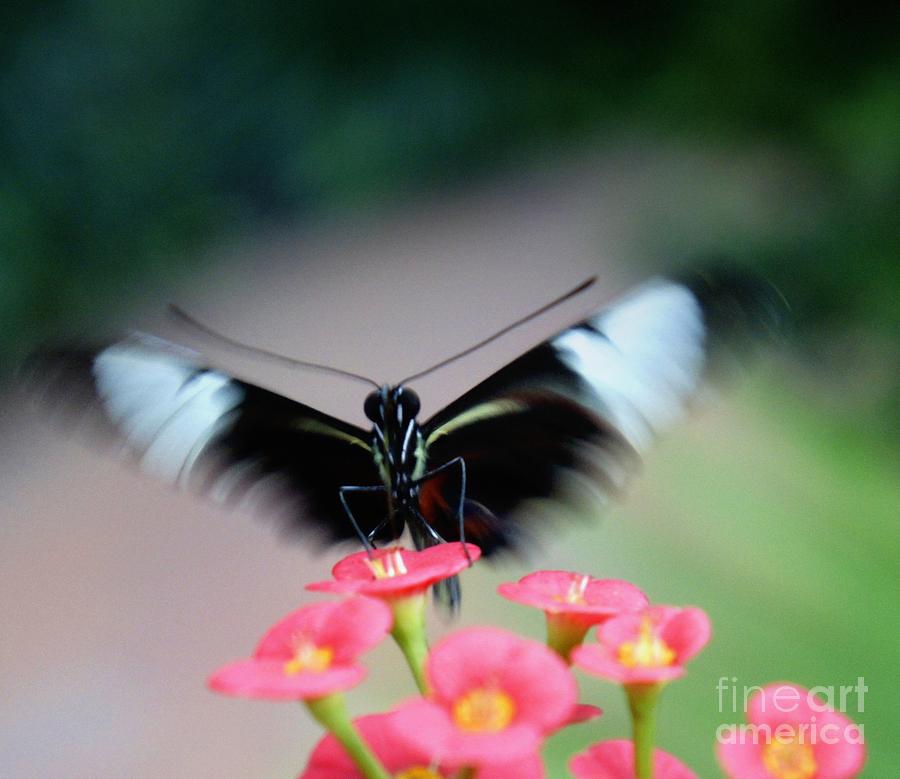 Butterfly Landing Photograph by Lilliana Mendez