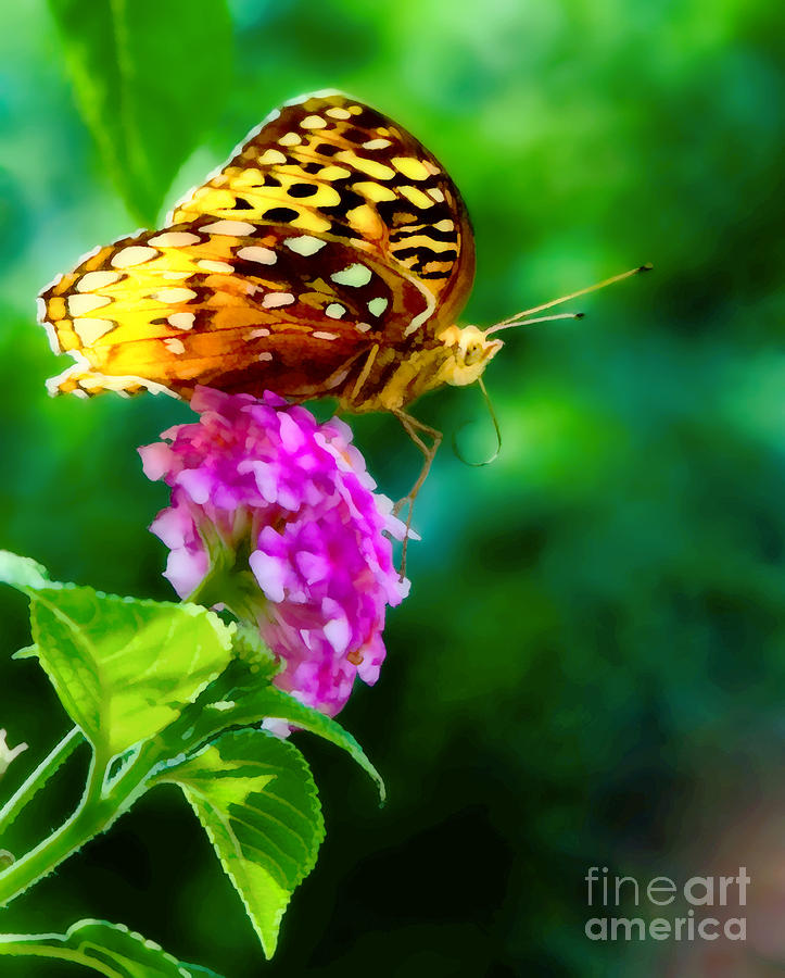 Butterfly Landing Digital Art by Sherry  Curry