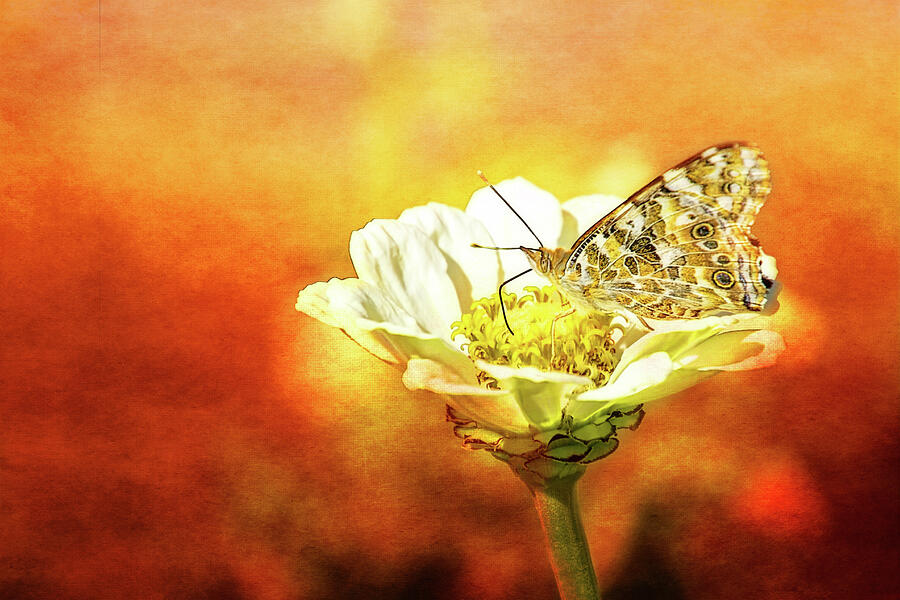 Butterfly Landing Digital Art by Terry Davis