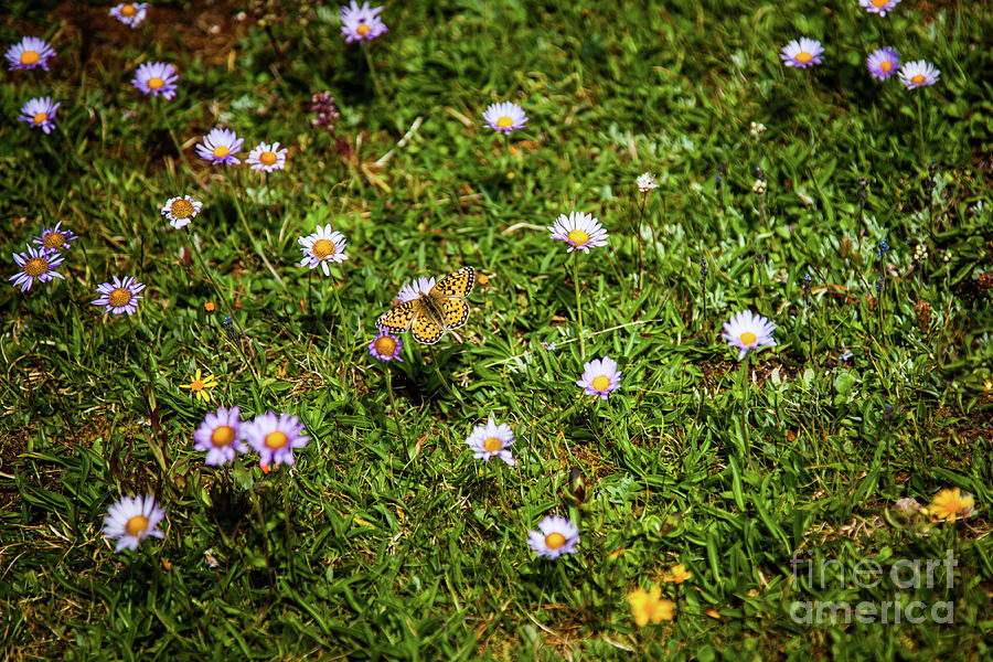 Butterfly Lands on Wildflowers Photograph by Bret Barton