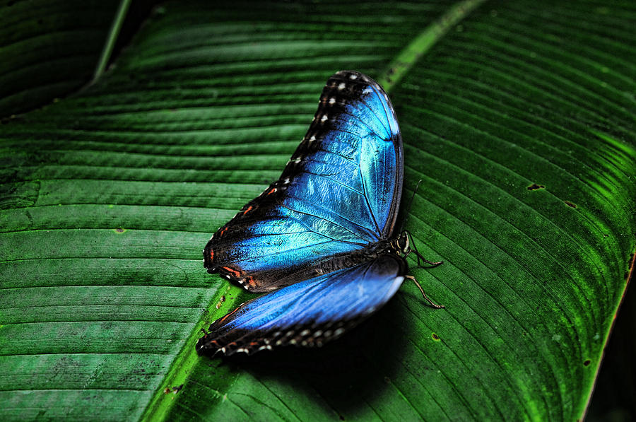 Butterfly Photograph by Lawrence Christopher
