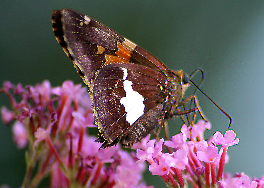 Butterfly-licking Photograph by Curtis J Neeley Jr