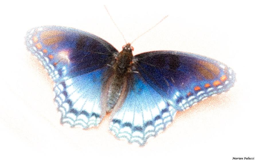 Butterfly Life Begins Photograph by Marian Lonzetta