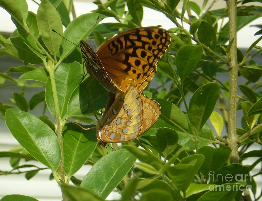 Butterfly Photograph - Butterfly Life by Robin Coaker