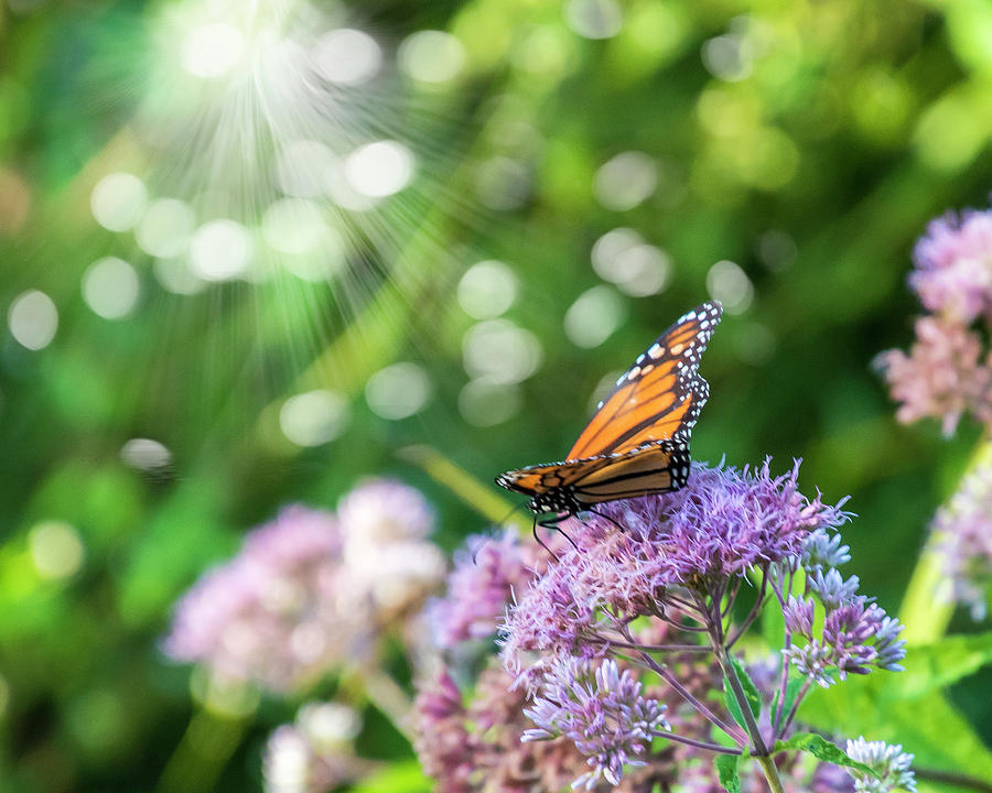 Butterfly Light Photograph by Cathy Kovarik