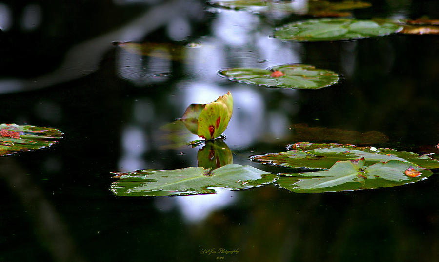 Butterfly Lily Pad Photograph by Jeanette C Landstrom