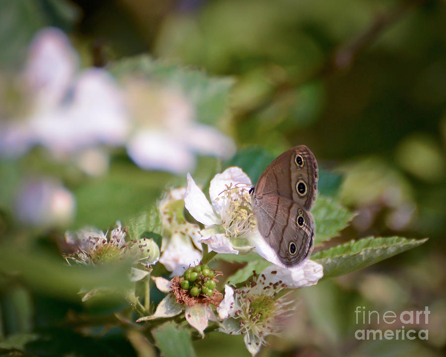Butterfly - Little Wood Satyr Photograph by Kerri Farley