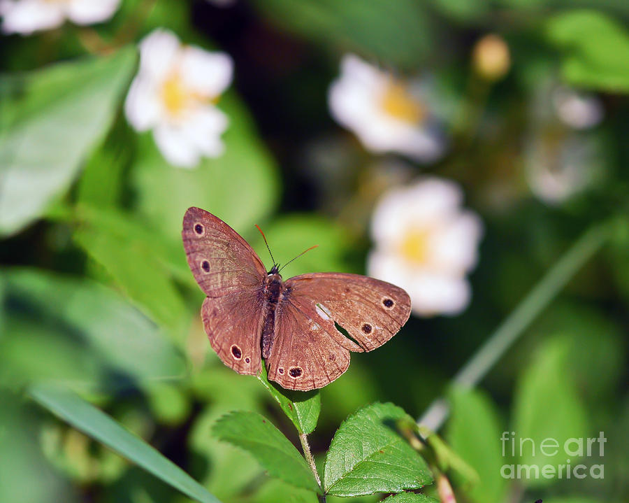 Butterfly - Little Wood Satyr Wings Open Photograph by Kerri Farley