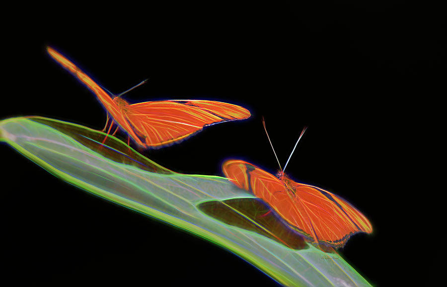Butterfly Love 1b Digital Art by Walter Herrit