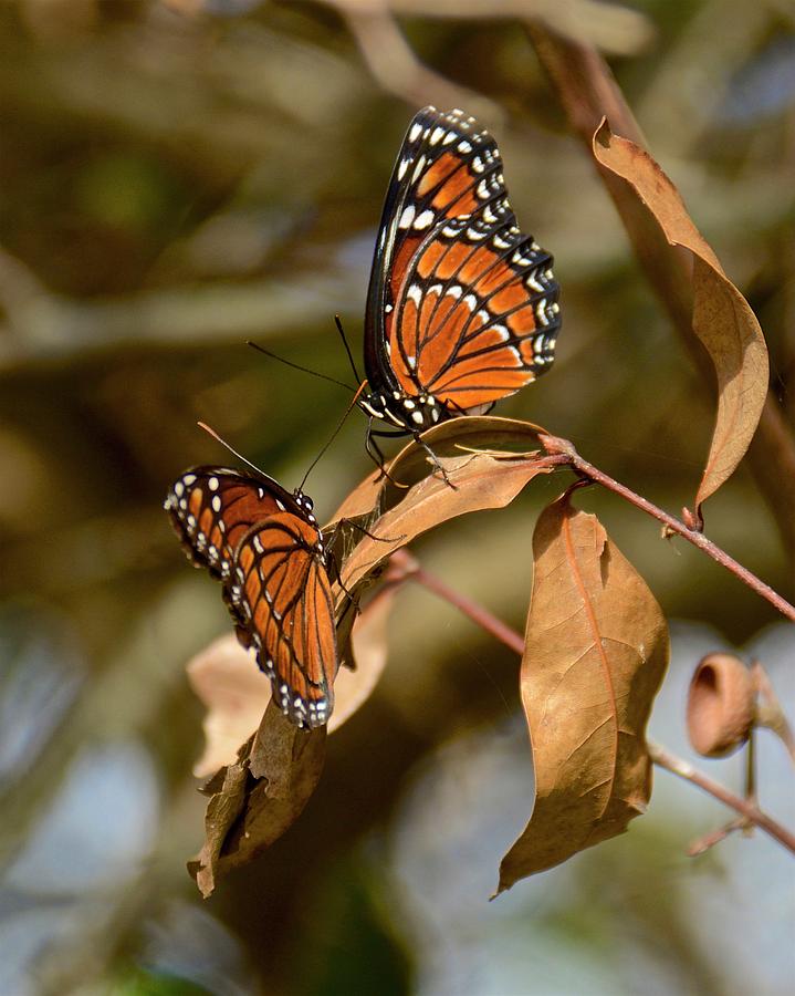 Butterfly Love Is In The Air Photograph by Carol Bradley
