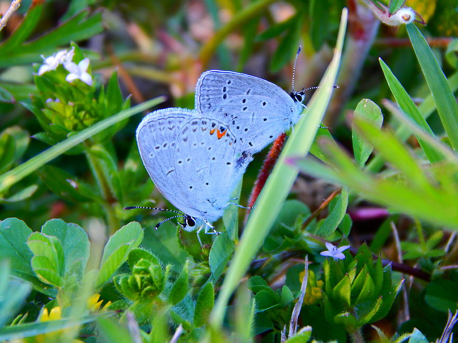 Butterfly Love Photograph by Virginia White