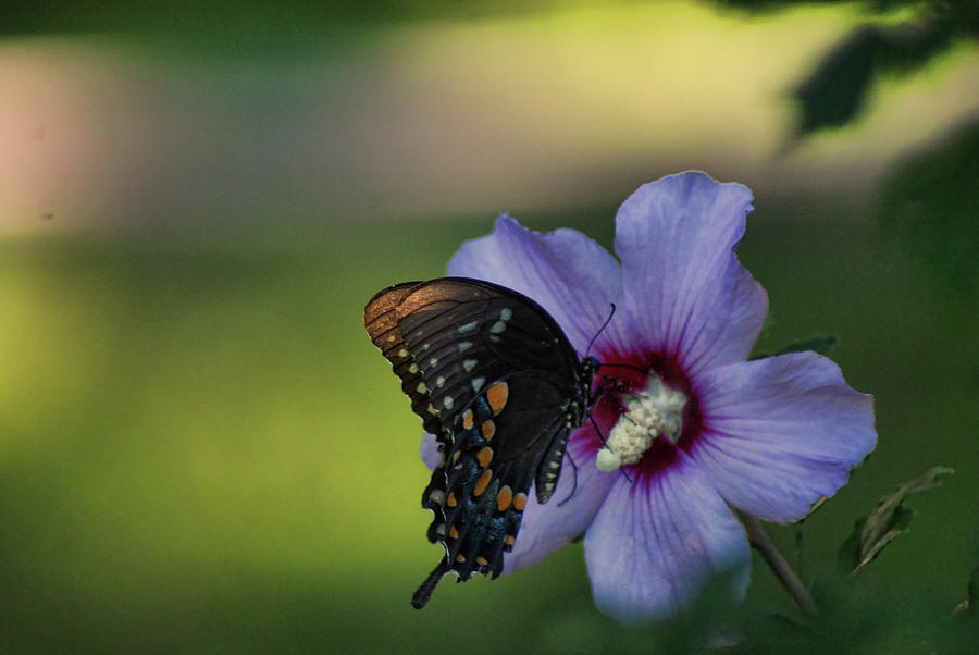 Butterfly Lunch by Rick Friedle Butterfly Lunch by Rick Friedle