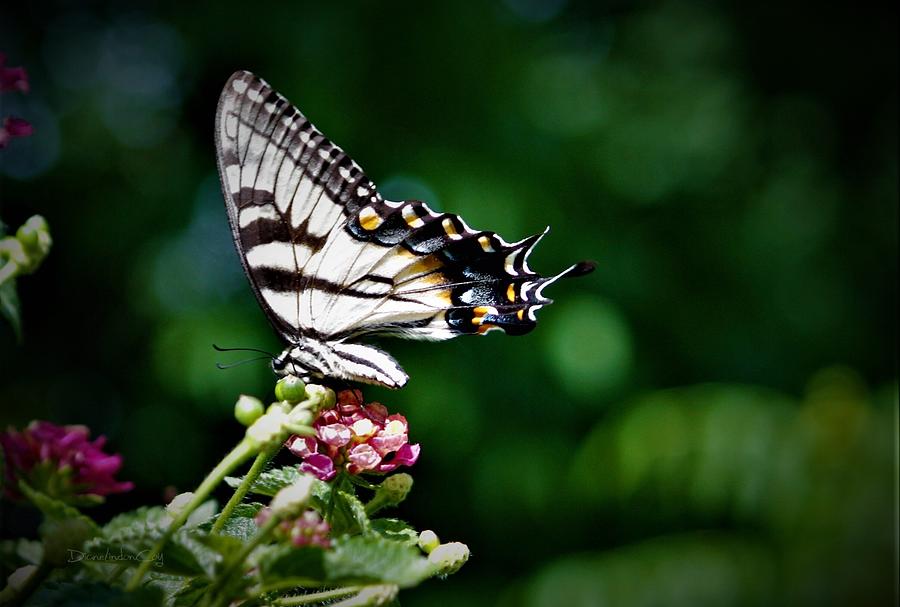 Butterfly Lunching 2 Photograph by Diane Lindon Coy