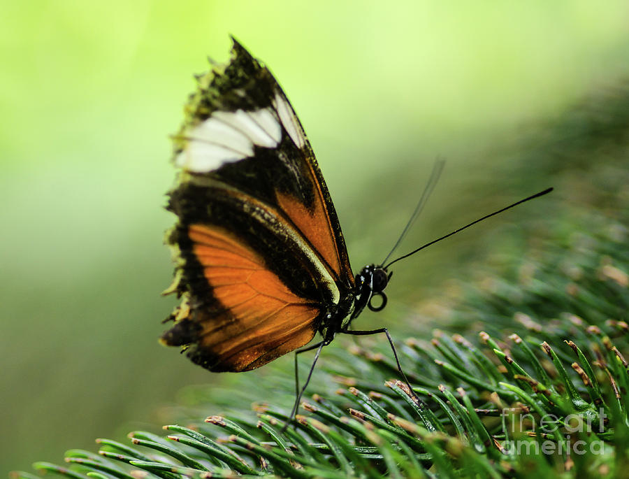 Butterfly Macro 2 Photograph by Nick Boren