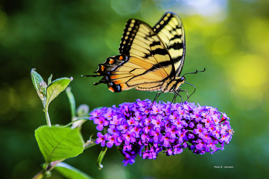 Butterfly Magic Photograph by Dale R Carlson