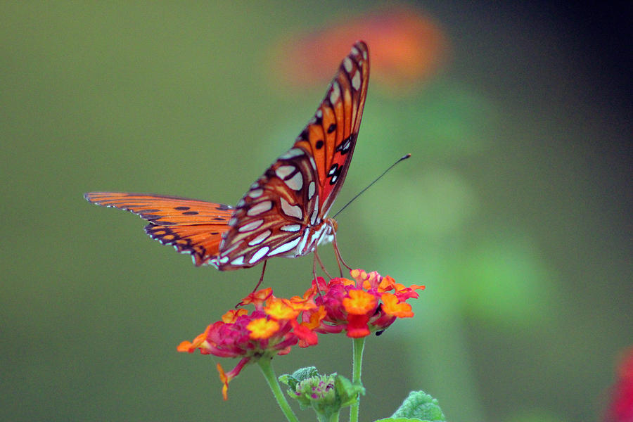 Butterfly Majestic Photograph by DB Hayes
