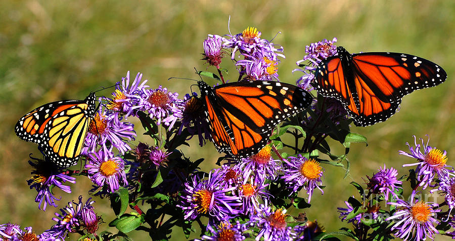 Butterfly Mania Photograph by Diane E Berry