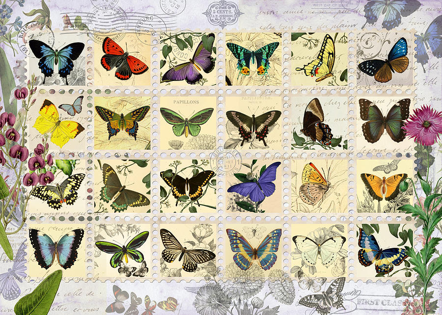 Butterfly Maps Photograph by MGL Meiklejohn Graphics Licensing