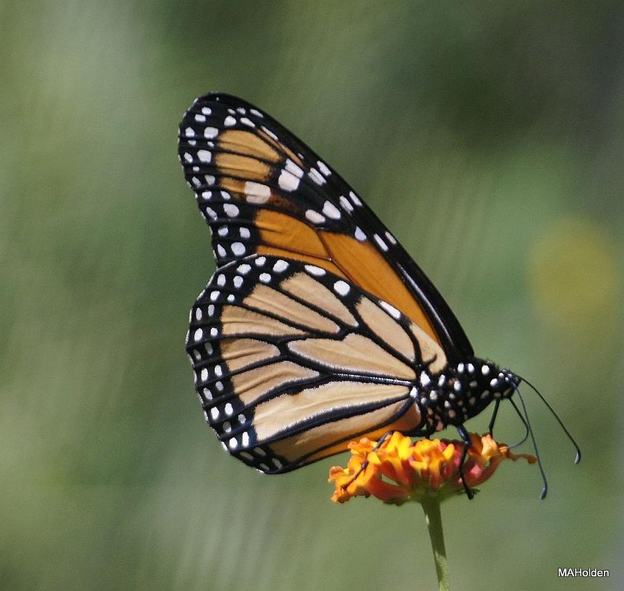 Butterfly Photograph by Mark Holden - Fine Art America