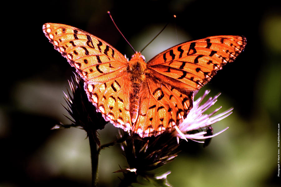 Butterfly Photograph by Mark Ivins