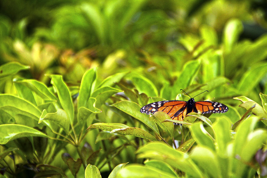 Butterfly Maui Photograph by Waterdancer 
