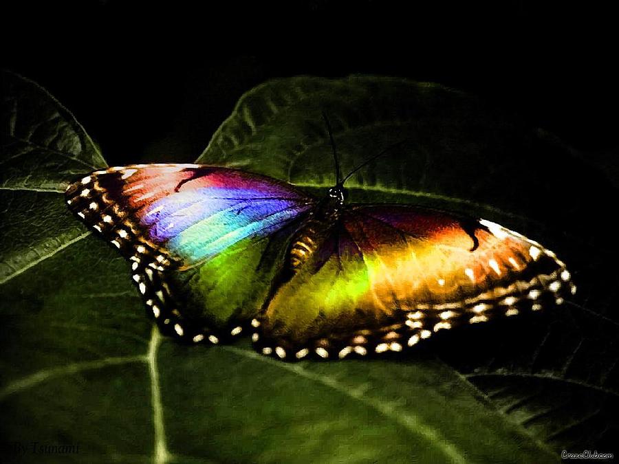 Butterfly Digital Art - Butterfly by Maye Loeser