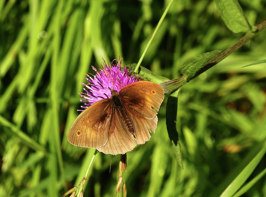Butterfly Meadow Brown Feeding Photograph by Jeff Townsend