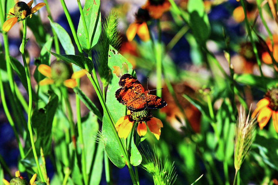 Butterfly Meadow Photograph by Daniel Koglin