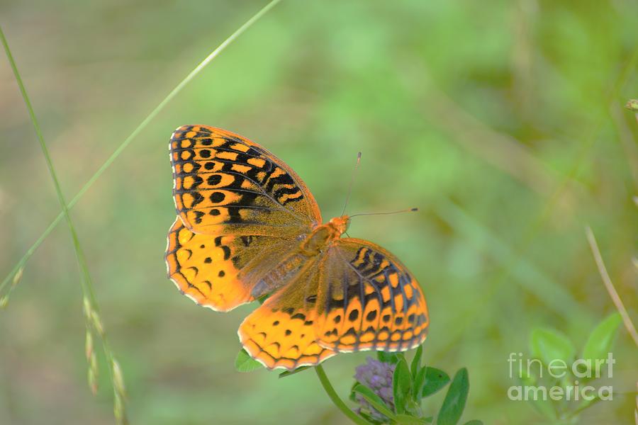 Butterfly Photograph by Merle Grenz