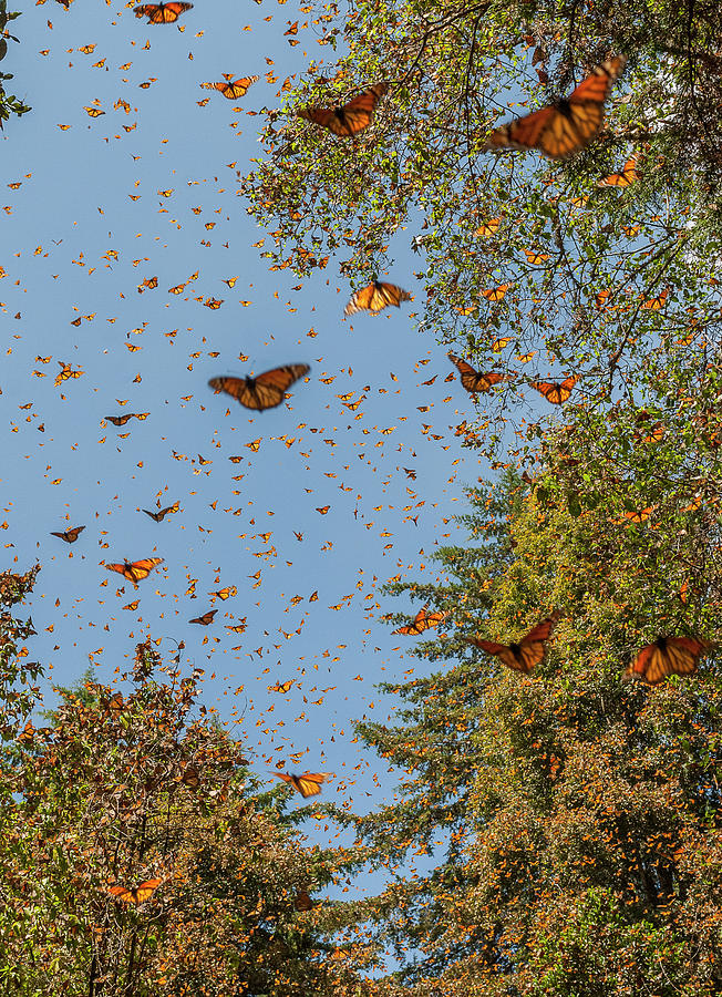 Butterfly Migration at Cerro Pelon, Mexico Photograph by Howie Garber ...