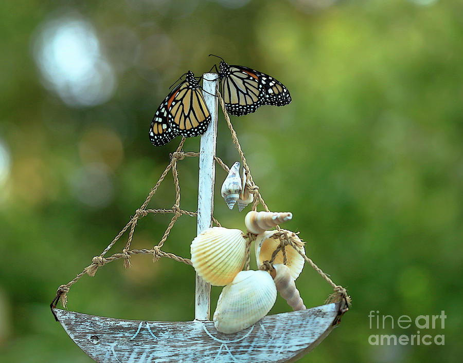 Butterfly Migration Photograph by Luana K Perez